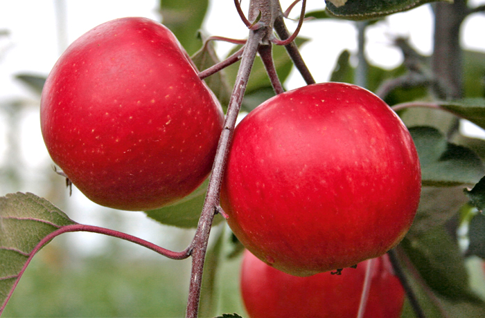 Redlove apples